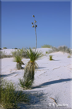 Soaptree Yucca